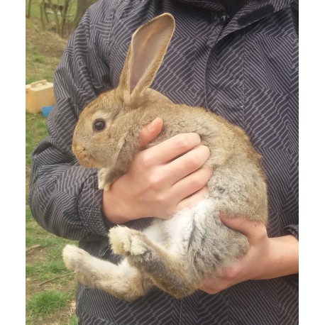KOLOIDNÍ STŘÍBRO gel 50ml.